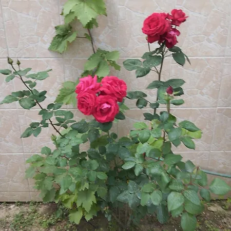 Mixail 1 アパート